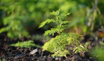 Wir stellen vor die Artemisia annua