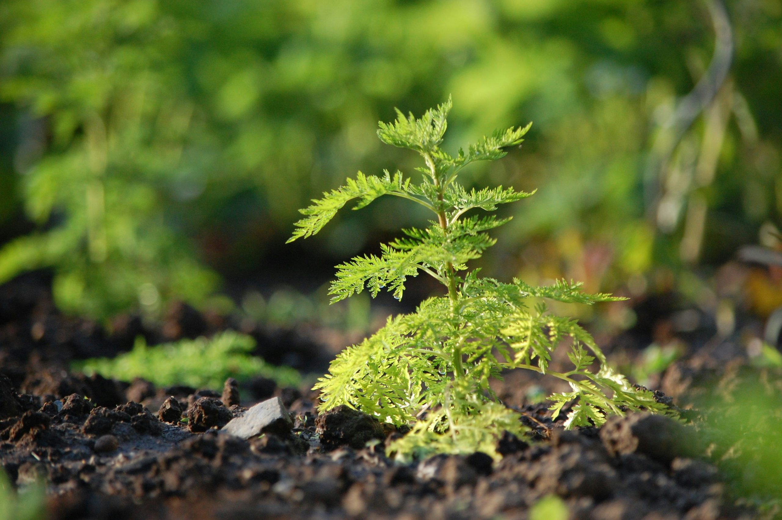 Artemisia annua, Einjähriger Beifuss, Chinesischer Beifuss