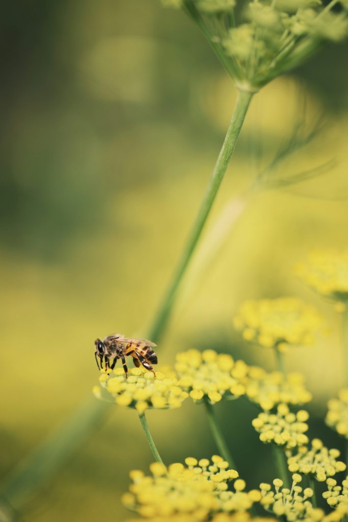 Foeniculum vulgare mit Biene