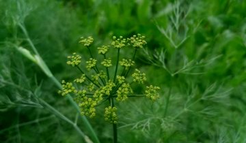 Wir stellen vor, der Gewürzfenchel