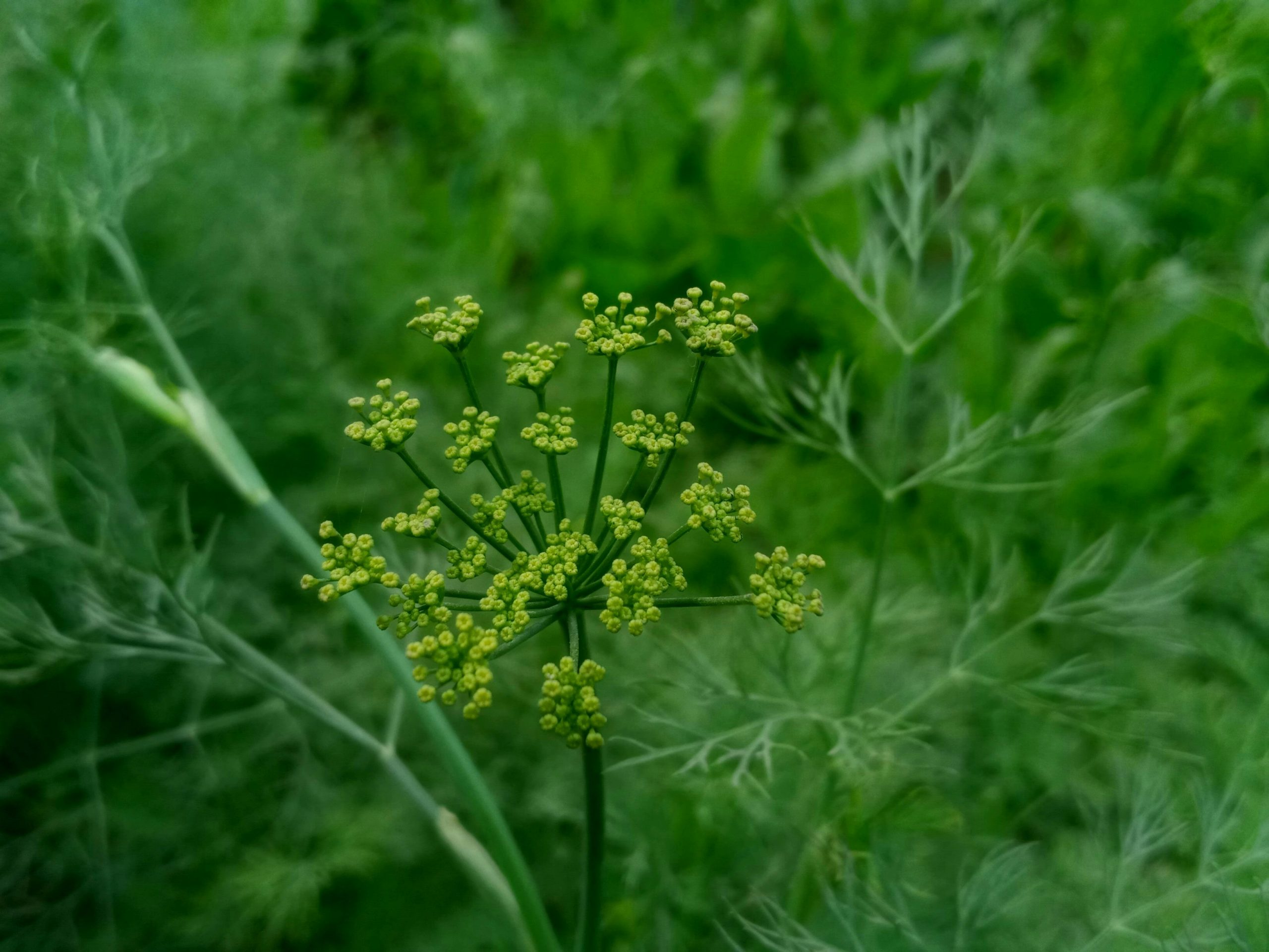 Fenchel, Gewürzfenchel Nahaufnahme