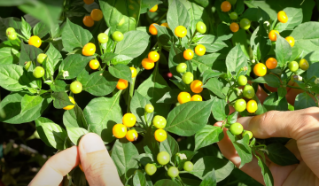 Wir stellen vor Chili Aji Charapita